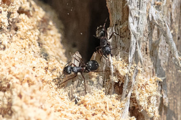 nid de fourmis charpentières